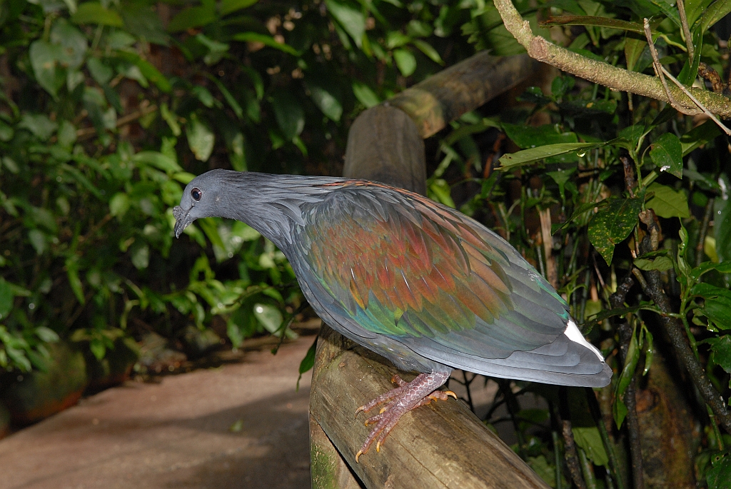 0733 Birdworld Kuranda.jpg
